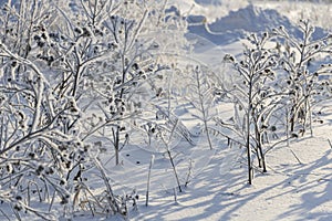 Snowy field with burdocks frost-covered