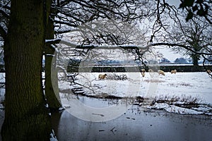 A snowy field in the English countryside featuring a frozen pond and a flock of white sheep