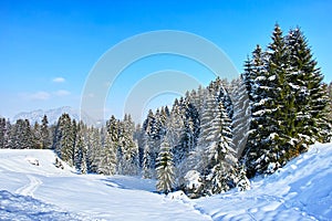 Snowy field and fir forest in Alpine scenery by blue sky