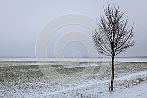 Snowy field and a tree on a gloomy winter day