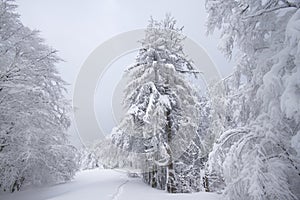 Snowy fields, trees and firs, winter in the Vosges, France.