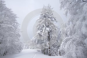 Snowy fields, trees and firs, winter in the Vosges, France. photo