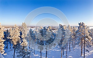 Snowy Finnish forest and bright blue sky