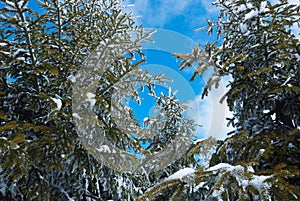 Snowy fir branches