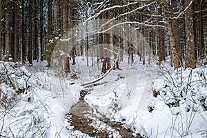 Snowy fir forest, scenic winter landscape with snow and trees during snowfall