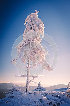 Schneebedeckt tanne ein Baum drifts 