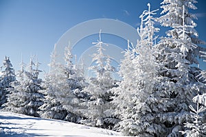 Snowy fir trees and blue sky