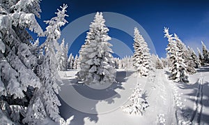 Snowy fir trees and blue sky