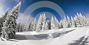 Snowy fir trees and blue sky