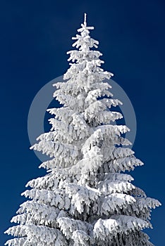 Snowy fir tree and blue sky