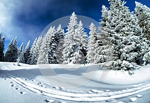 Snowy fir trees, blue sky and country covered by snow in winter season