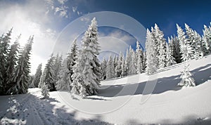 Snowy fir trees and blue sky