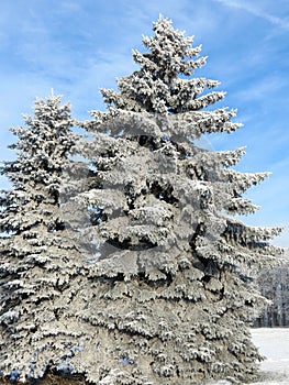 Snowy fir trees, Lithuania