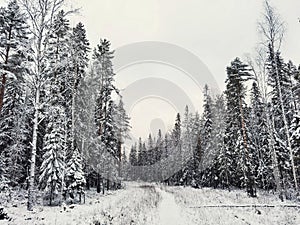 Snowy fir trees by the snowy white forest on cloudy day after snowfall. Road through the winter forest