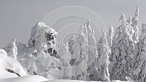 Snowy fir trees in winter forest background. Beautiful panorama at snowfall