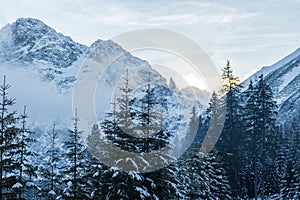 Snowy fir trees in winter forest background. Winter landscape of mountains. iew of snow spruces on a frosty day in Poland