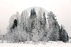 Snowy fir trees in winter forest. Winter landscape. Frosrty day.