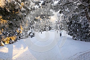 Snowy firs in the park. Trees under the snow