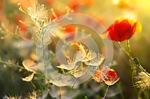 Snowy fluff and poppies