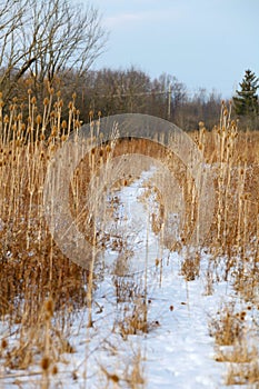 Snowy foot path though the field