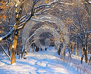 Snowy footpath along trees covered by fresh snow