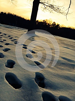 Snowy Footprints