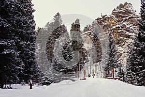 Snowy forest