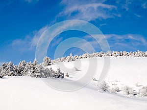 Snowy forest.