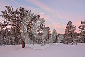 Snowy forest