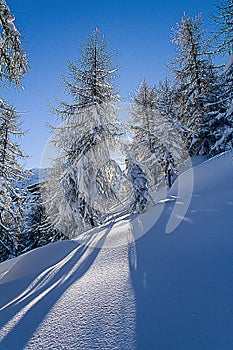 Snowy forest