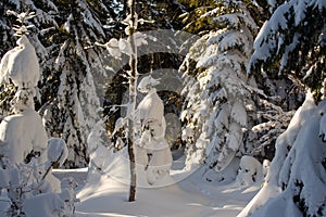 Snowy forest