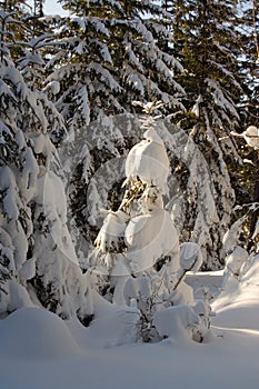 Snowy forest