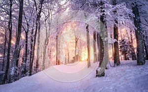 Snowy forest in amazing winter at sunset. Trees in snow