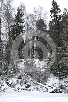 Snowy forest with birch felled by wind