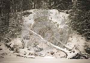 Snowy forest with birch felled by wind