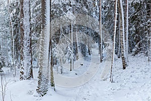 Snowy forest after blizzard