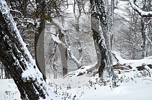 A snowy forest of dry trees with big trunks on the Bayo Hill Cerro Bayo, touristic destination in Villa La Angostura, Neuquen,