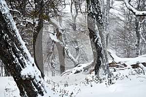 A snowy forest of dry trees with big trunks on the Bayo Hill Cerro Bayo, touristic destination in Villa La Angostura, Neuquen, photo