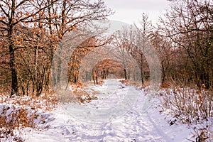 Snowy forest hiking trails on Mecsek near Pecs, Hungary