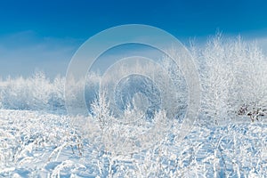 The snowy forest in January