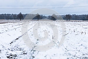 Snowy Forest Landscape