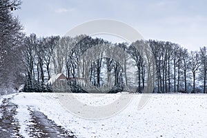 Snowy Forest Landscape