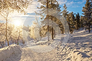 Snowy forest landscape at sunset, frozen trees in winter in Saariselka, Lapland Finland photo
