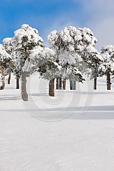 Snowy forest landscape in winter time. Navacerrada, Madrid, Spain photo