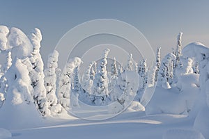 Snowy forest in Lapland, Finland