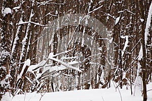 Snowy forest with leafless woods