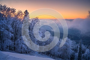 Snowy forest and low clouds in beautiful winter at sunrise