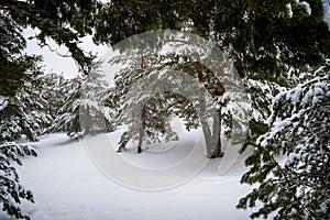 Snowy forest in Madrid mountains.