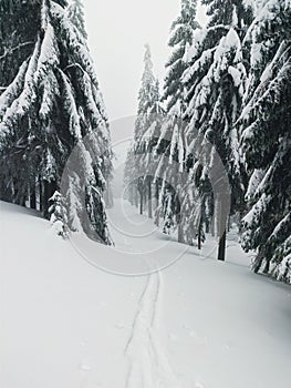 Snowy forest on the mountain tops with cross-country skiing trail.