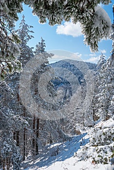 Snowy forest in the mountains